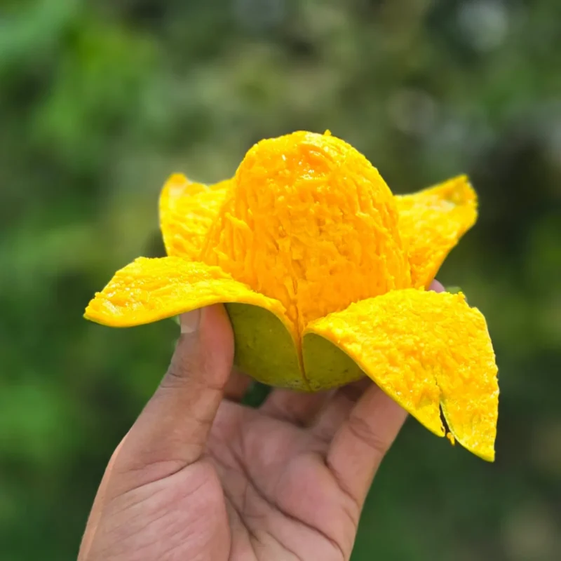 Himsagor Mango 11kg