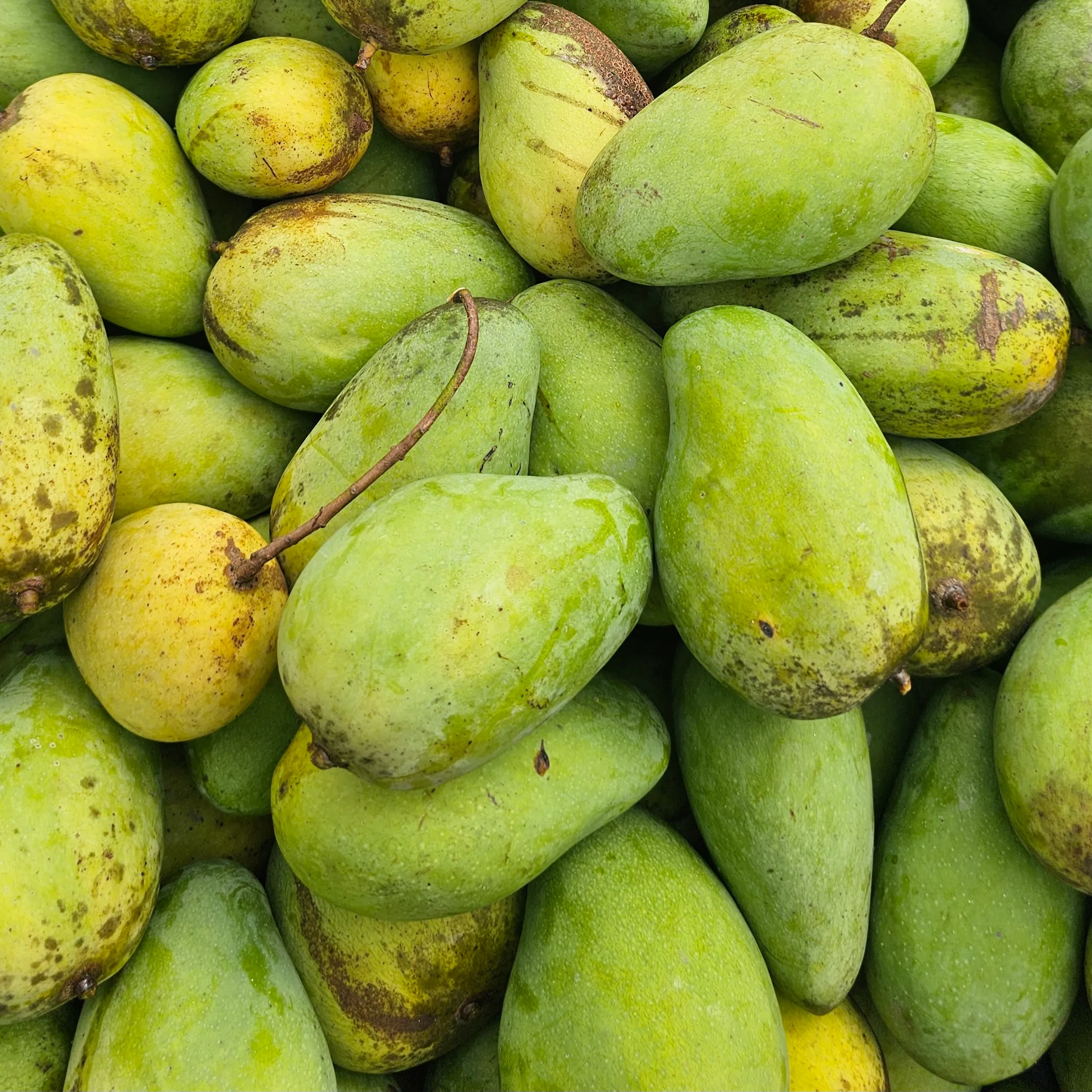 নন ব্যাগিং সুইট কাটিমন আম – 10KG