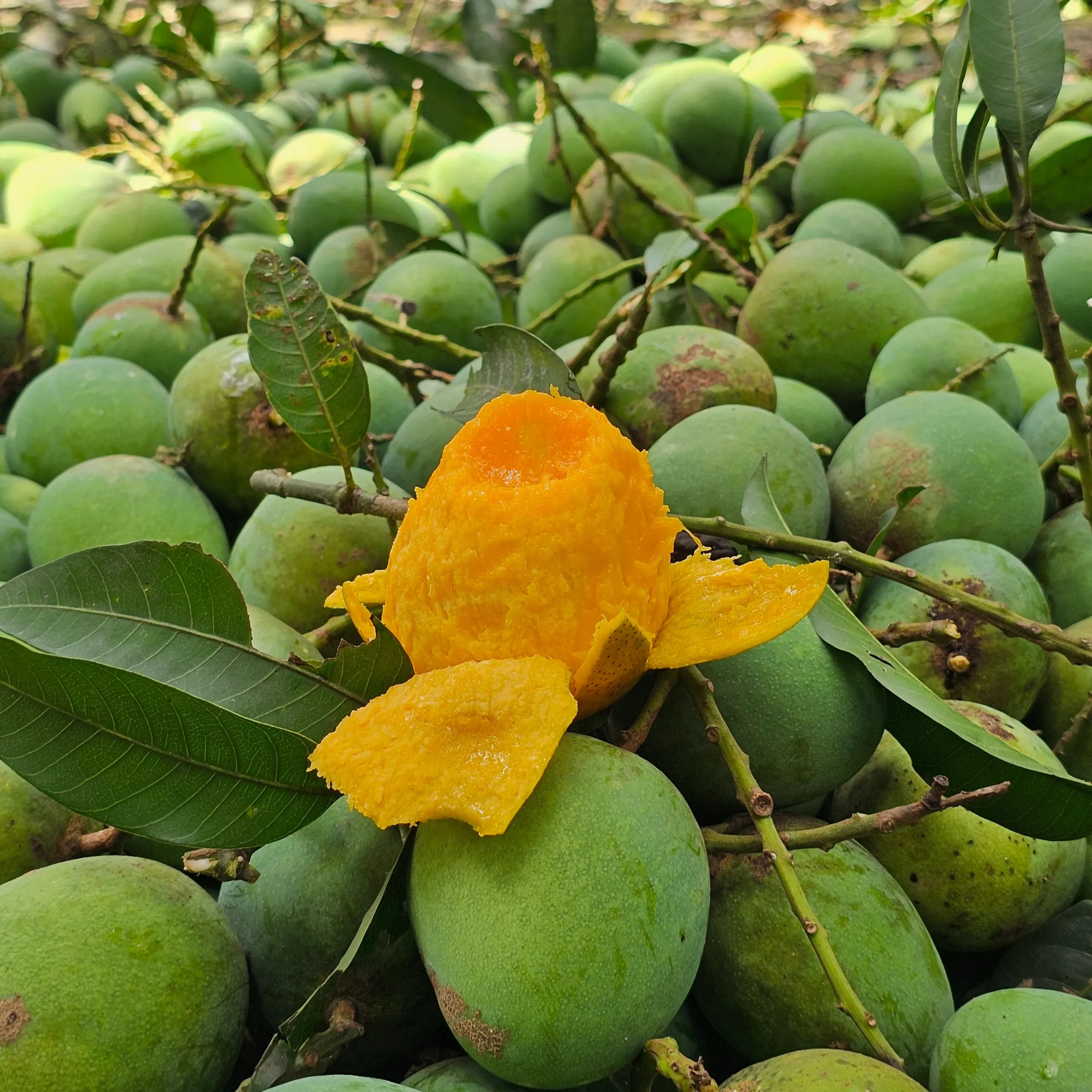 গোবিন্দভোগ আম (১২ কেজি)