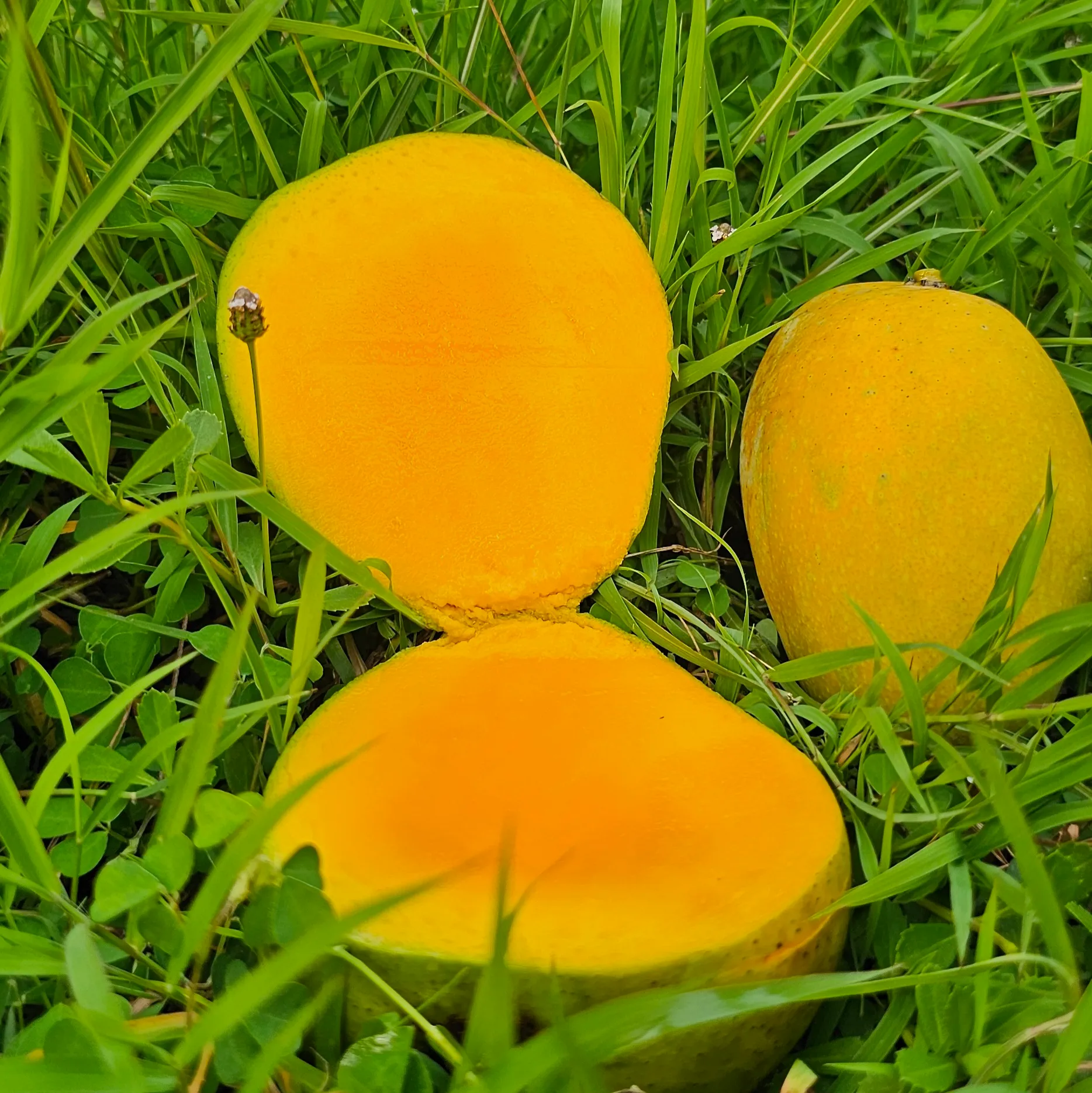 গোবিন্দভোগ আম (12KG) A-Grade